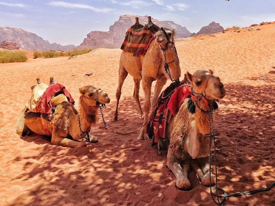 Bed and Breakfast Bedouin Memories Camp Wadi Rum Esterno foto